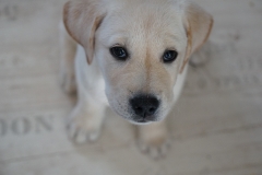 DSC04516