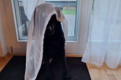 WhatsApp-Image-2026-03-17-at-12.11.432