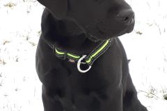 IMG-20190120-WA0004
