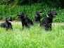Wurftreffen A-Wurf 02.06.2018